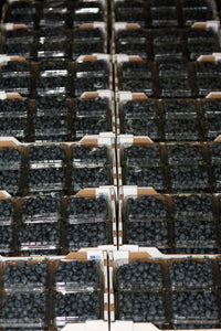 12 Clamshells - Certified Organic Blueberries