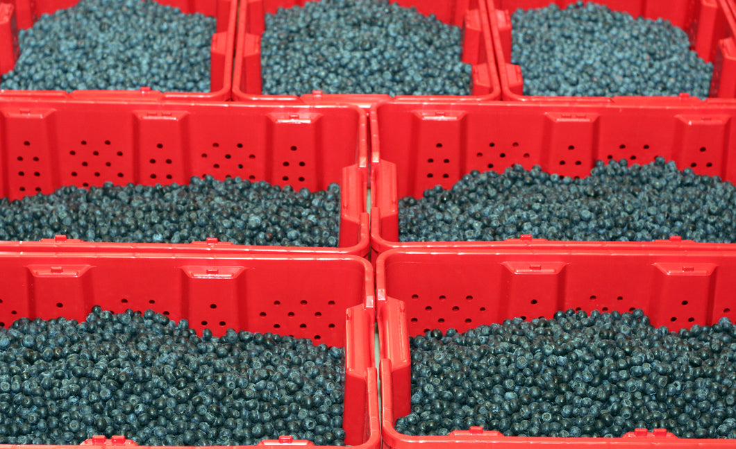 20 lb Crate - Certified Organic Blueberries